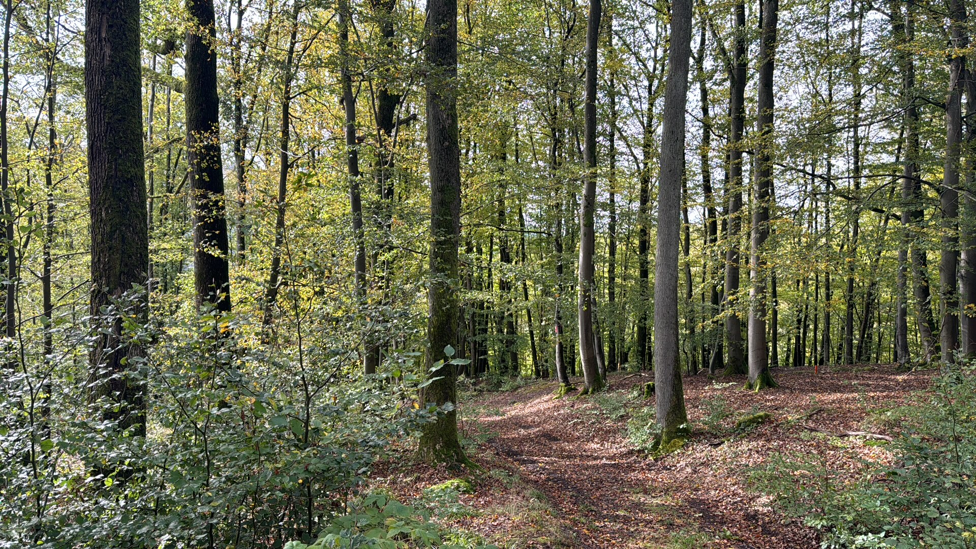 geliebter Wald